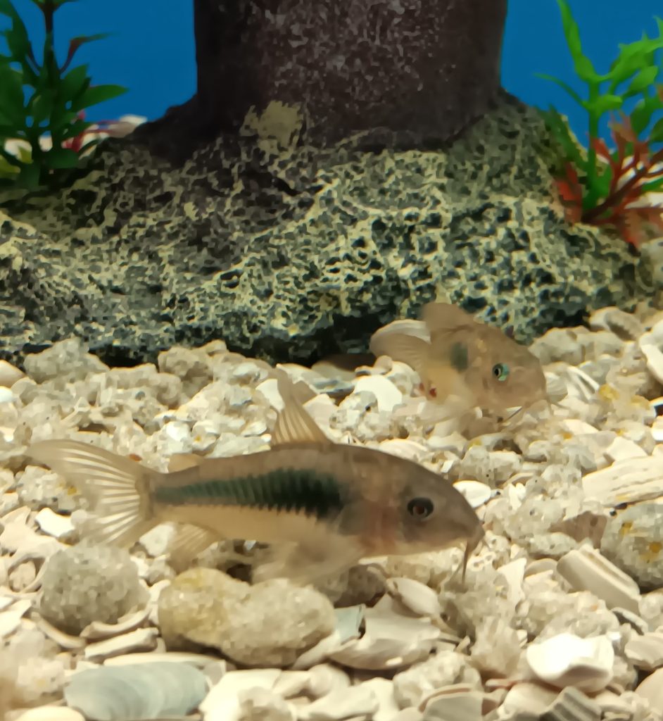 Assorted Corydoras Catfish for Sale | Ladyfish Aquatics